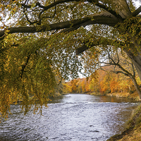 Buy canvas prints of Autumn, River Don by Mike Stephen