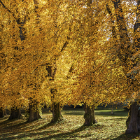 Buy canvas prints of Autumn Trees by Mike Stephen