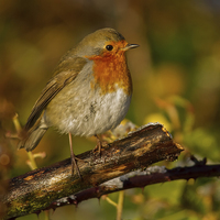 Buy canvas prints of Winter Robin by Mike Stephen