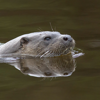 Buy canvas prints of Wild Otter 2 by Mike Stephen