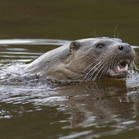 Buy canvas prints of Wild Otter 1 by Mike Stephen