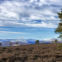 Buy canvas prints of View From Scolty Hill by Mike Stephen