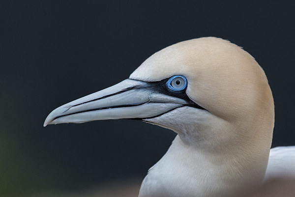 Gannet Profile Picture Board by Mike Stephen