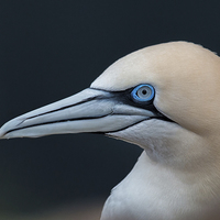 Buy canvas prints of Gannet Profile by Mike Stephen