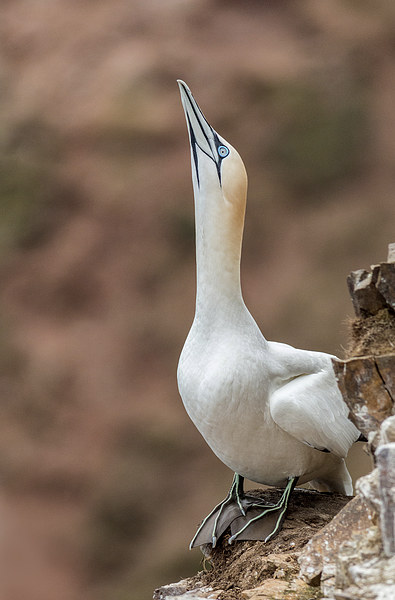 Displaying Gannet Picture Board by Mike Stephen