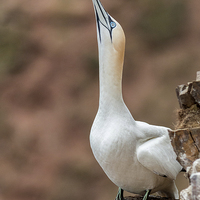 Buy canvas prints of Displaying Gannet by Mike Stephen