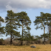 Buy canvas prints of Scots Pine by Mike Stephen