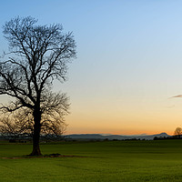 Buy canvas prints of Lone Tree by Mike Stephen