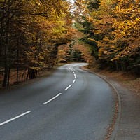 Buy canvas prints of Autumn Drive by Mike Stephen