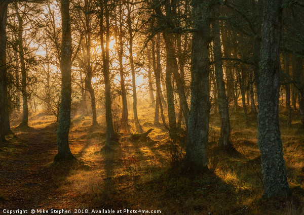 Woodland Glow Picture Board by Mike Stephen