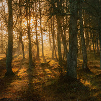 Buy canvas prints of Woodland Glow by Mike Stephen