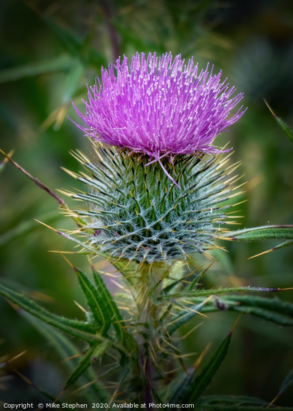 Scottish Thistle Picture Board by Mike Stephen