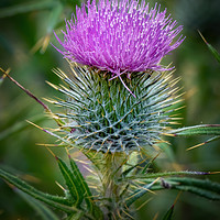 Buy canvas prints of Scottish Thistle by Mike Stephen