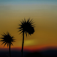 Buy canvas prints of Thistles at Dusk by Tracey Yeo