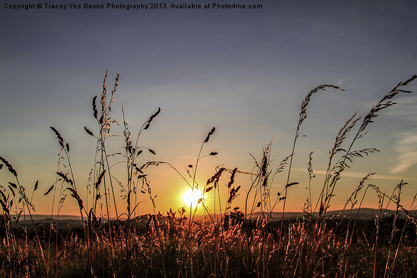 Sunset Grass Picture Board by Tracey Yeo