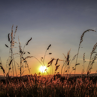 Buy canvas prints of Sunset Grass by Tracey Yeo