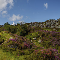 Buy canvas prints of Heather and Granite by Tracey Yeo
