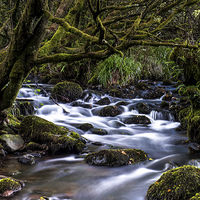 Buy canvas prints of Hidden Stream by Tracey Yeo