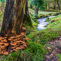 Buy canvas prints of Fungi Invasion by Tracey Yeo