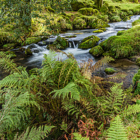 Buy canvas prints of Flowing Beside The Ferns. by Tracey Yeo