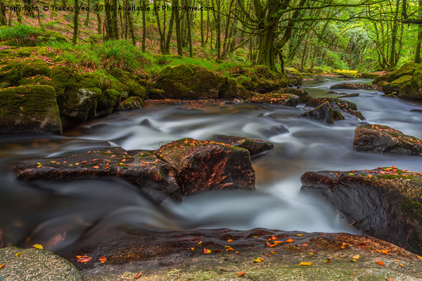 Golitha Falls. Picture Board by Tracey Yeo