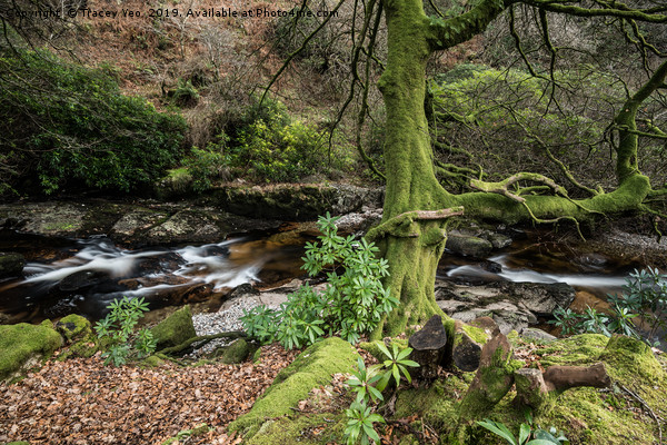 Moss And Leaves Picture Board by Tracey Yeo