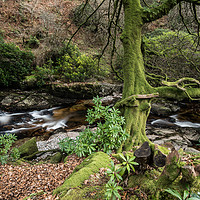 Buy canvas prints of Moss And Leaves by Tracey Yeo