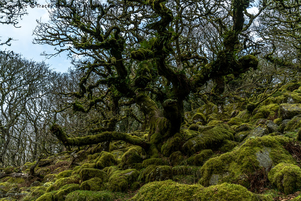 Wistmans Wood Dartmoor. Picture Board by Tracey Yeo