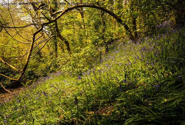 Sunlit Bluebells Picture Board by Tracey Yeo