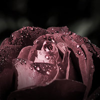 Buy canvas prints of Sparkling Rose in the storm by Gabriela Wernicke-Marfo