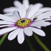Buy canvas prints of Osteospermum by Brian Fry