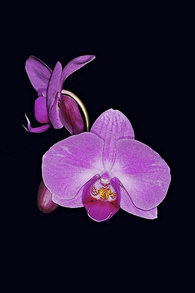 Exotic Orchid Picture Board by Brian Fry