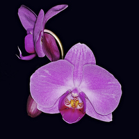 Buy canvas prints of Exotic Orchid by Brian Fry