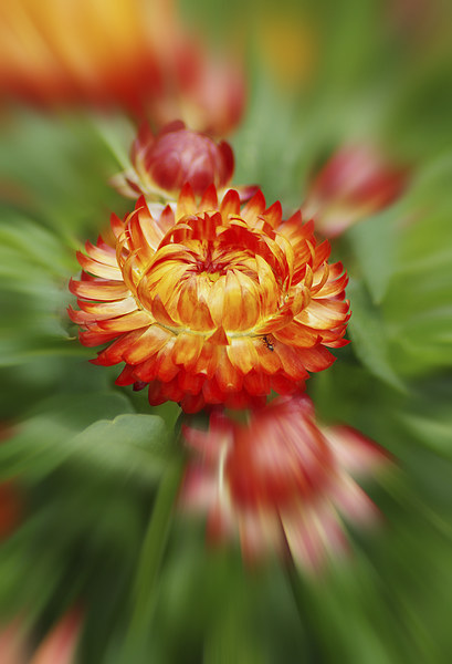 Floral fireburst Picture Board by Brian Fry