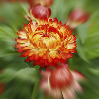 Buy canvas prints of Floral fireburst by Brian Fry