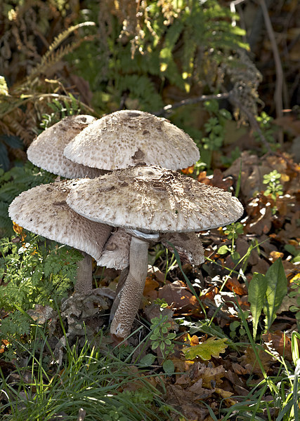 Roadside parasol fungi Picture Board by Brian Fry