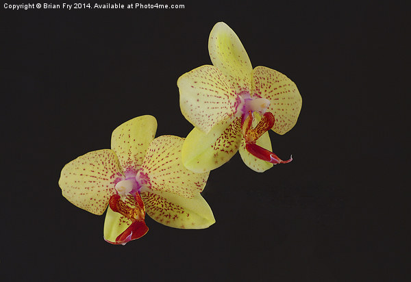 Beautiful Yellow Orchid Picture Board by Brian Fry