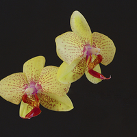 Buy canvas prints of Beautiful Yellow Orchid by Brian Fry