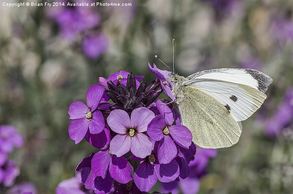 Large white butterfly Picture Board by Brian Fry