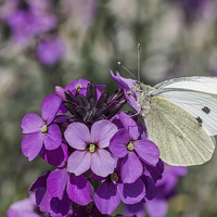 Buy canvas prints of Large white butterfly by Brian Fry