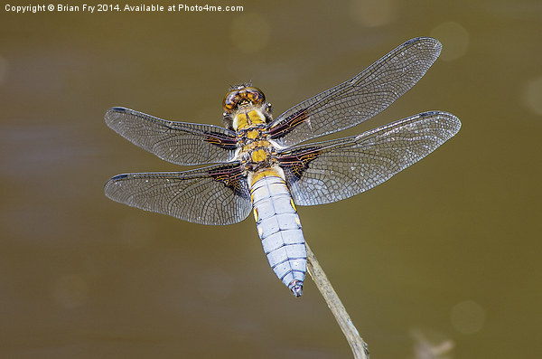 Broad bodied chaser dragonfly Picture Board by Brian Fry