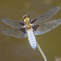 Buy canvas prints of Broad bodied chaser dragonfly by Brian Fry