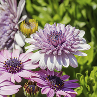Buy canvas prints of Double Osteospermum flower by Brian Fry