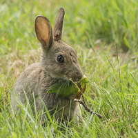 Buy canvas prints of Common brown rabbit by Brian Fry