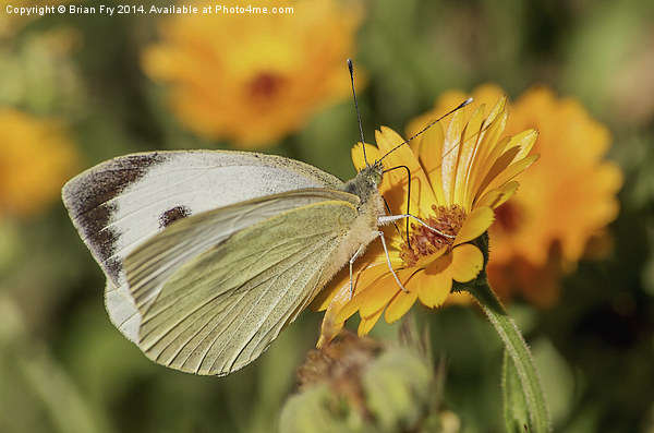  Large white butterfly Picture Board by Brian Fry