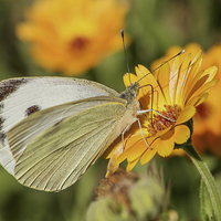Buy canvas prints of  Large white butterfly by Brian Fry