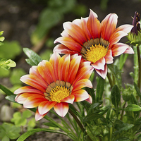 Buy canvas prints of Red gazania by Brian Fry