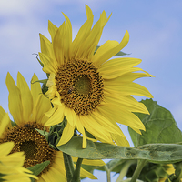 Buy canvas prints of  Sunflower sunshine by Brian Fry