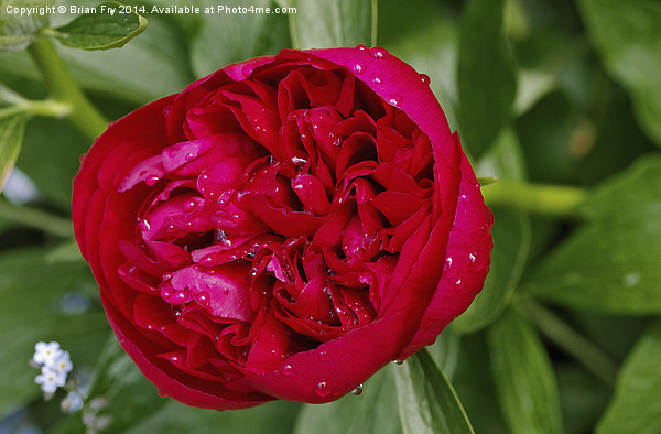 Red peony after rain Picture Board by Brian Fry