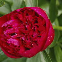 Buy canvas prints of Red peony after rain by Brian Fry